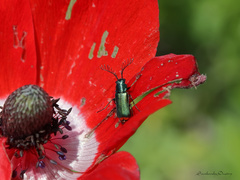 Haplomalachius flabellatus