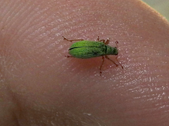 Polydrusus impressifrons