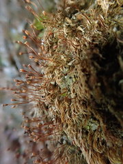 Dicranella rufescens