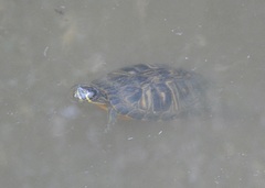 Trachemys scripta scripta