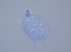 Trachemys scripta elegans