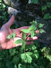 Aquilegia vulgaris