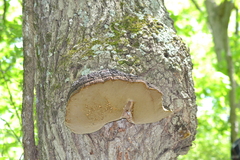 Phellinus everhartii