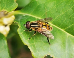 Mesembrius peregrinus