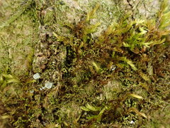 Microlejeunea ulicina