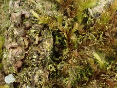 Microlejeunea ulicina