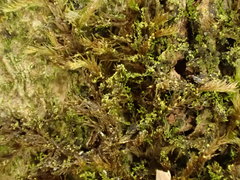 Microlejeunea ulicina