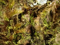 Microlejeunea ulicina