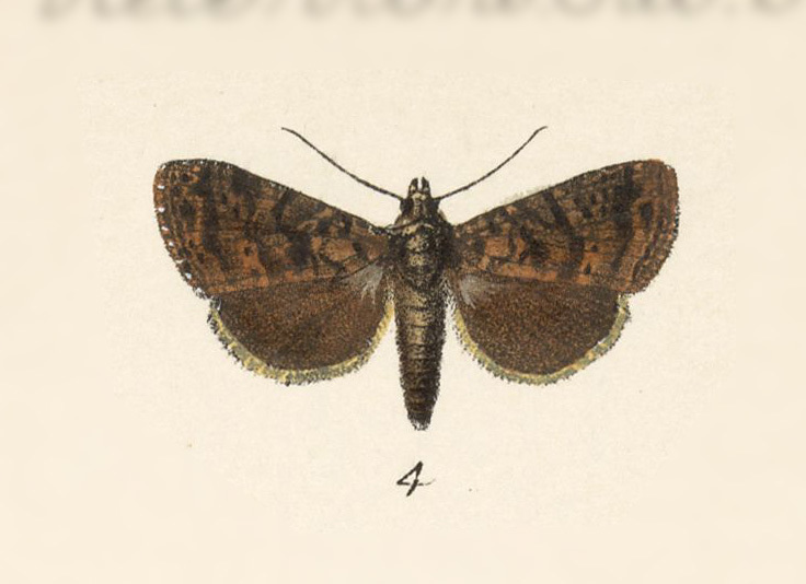 Condica vacillans