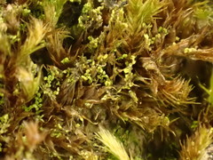 Microlejeunea ulicina