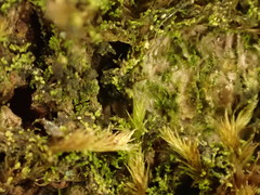 Microlejeunea ulicina