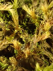 Microlejeunea ulicina