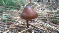 Mycena nivicola