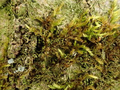 Microlejeunea ulicina