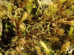 Microlejeunea ulicina