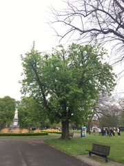 Aesculus hippocastanum