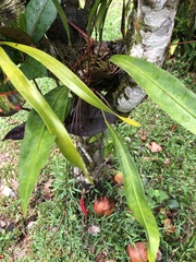 Anthurium gracile