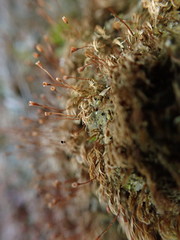 Dicranella rufescens