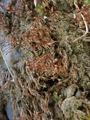 Dicranella rufescens