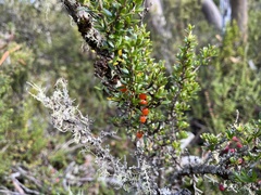 Coprosma nitida