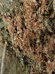 Dicranella rufescens