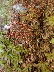 Dicranella rufescens