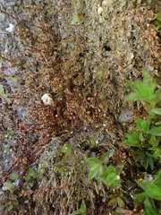 Dicranella rufescens