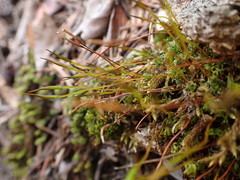 Tortula subulata