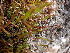 Tortula subulata
