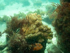 Botrylloides magnicoecus