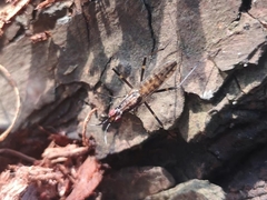 Stypocladius appendiculatus