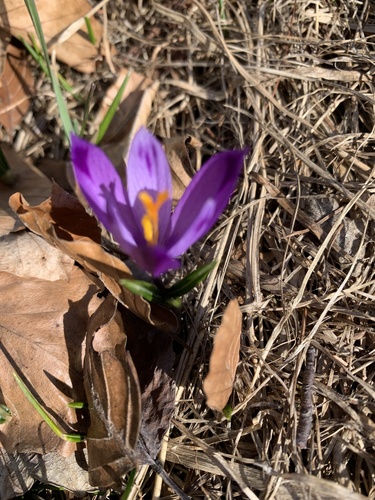 Heuffelov šafran (Crocus heuffelianus)