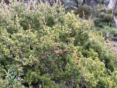 Leptospermum rupestre