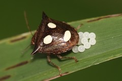 Paracritheus trimaculatus