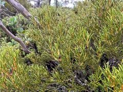 Orites acicularis