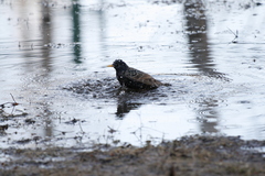 Sturnus vulgaris