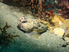 Maxillicosta scabriceps