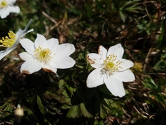 Anemonoides nemorosa