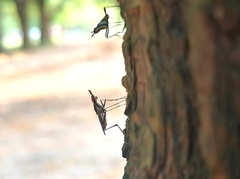 Stypocladius appendiculatus