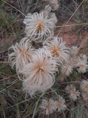 Clematis villosa stanleyi