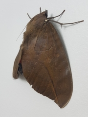 Phyllodes imperialis