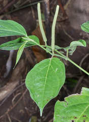 Piper aequale