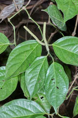 Piper aequale