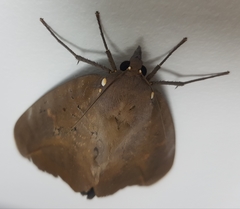 Phyllodes imperialis