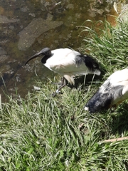Threskiornis