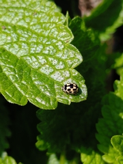 Propylea quatuordecimpunctata