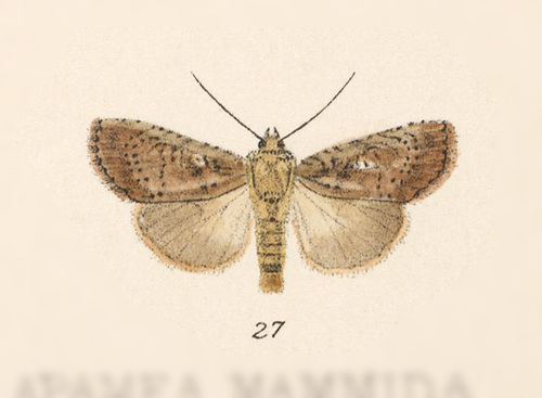 Perigea agnonia