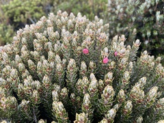 Cyathodes straminea