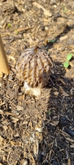 Black morel (Morchella elata)