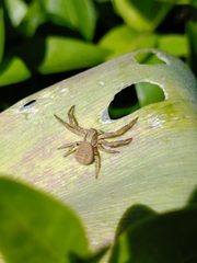 Thomisidae